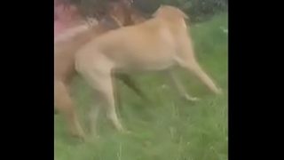 Mulher transando com cachorro