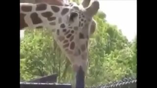 Girafas bruscas