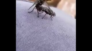 Mosquito transando