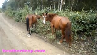 Cavalo  fazendo  sex  com  vaca