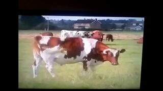 Vacas transando