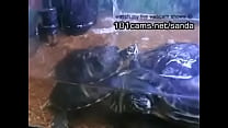 Ampril tartarugas ninjas sexy